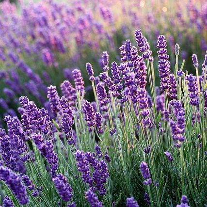 lavender herb garden